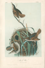 Load image into Gallery viewer, Audubon, John James  “Marsh Wren.” Pl. 123