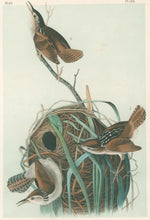 Load image into Gallery viewer, Audubon, John James  “Marsh Wren.” Pl. 123