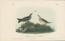 Load image into Gallery viewer, Audubon, John James “American Pipit or Titlark.” Pl. 150