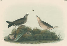 Load image into Gallery viewer, Audubon, John James “American Pipit or Titlark.” Pl. 150