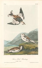 Load image into Gallery viewer, Audubon, John James “Snow Lark Bunting.” Pl. 156
