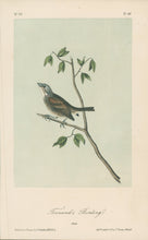 Load image into Gallery viewer, Audubon, John James “Townsend's Bunting.” Pl. 157