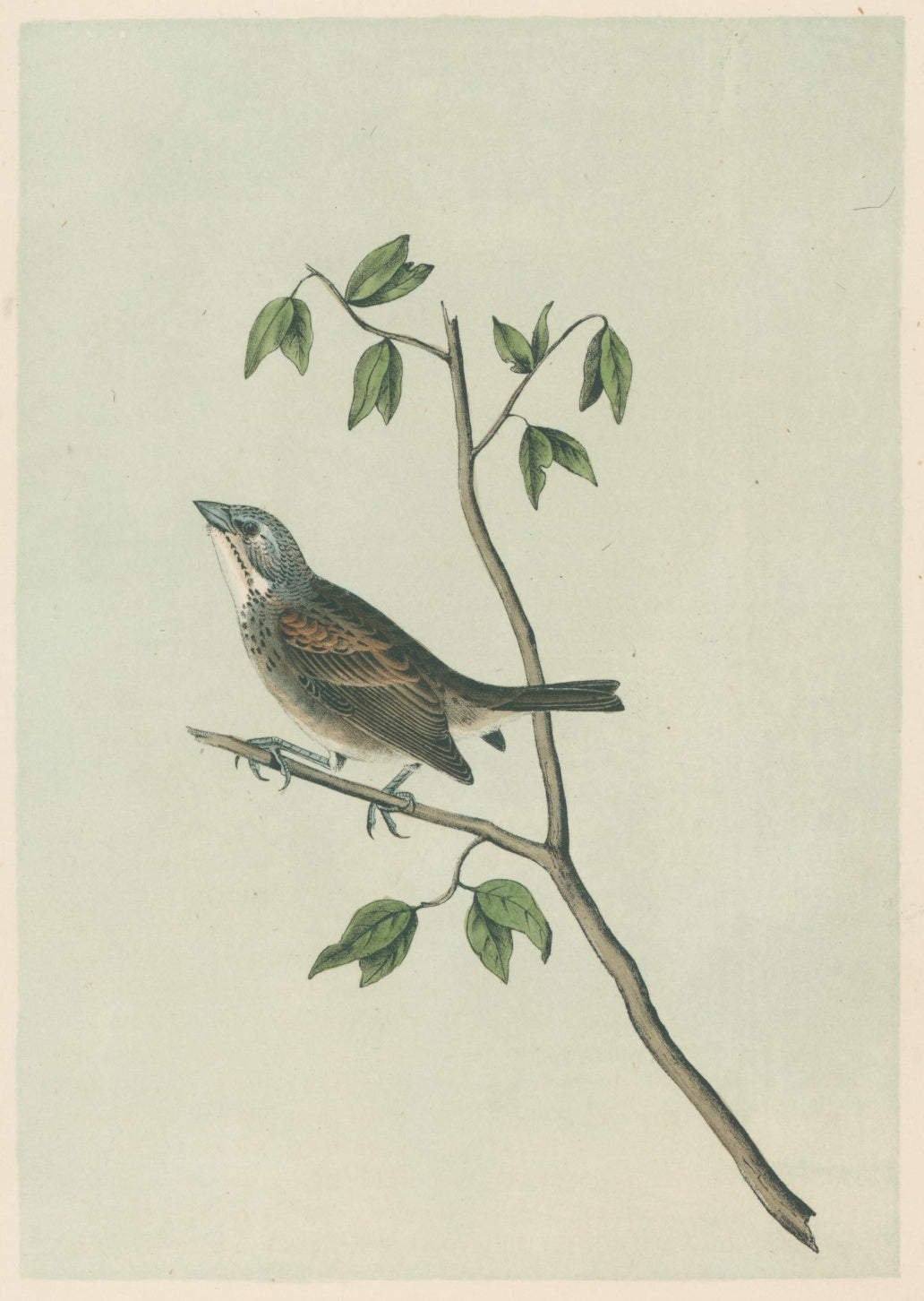 Audubon, John James  “Townsend's Bunting.” Pl. 157
