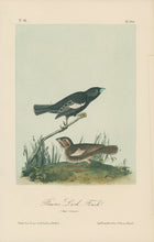 Load image into Gallery viewer, Audubon, John James  “Prairie Lark Finch.” Pl. 202