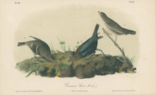 Load image into Gallery viewer, Audubon, John James “Common Cow-bird.” Pl. 212
