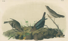 Load image into Gallery viewer, Audubon, John James “Common Cow-bird.” Pl. 212