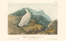 Load image into Gallery viewer, Audubon, John James  “White-tailed Ptarmigan.” Pl. 302