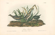 Load image into Gallery viewer, Audubon, John James “Sora Rail.” Pl. 306