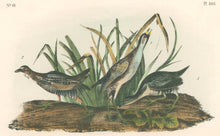 Load image into Gallery viewer, Audubon, John James “Sora Rail.” Pl. 306