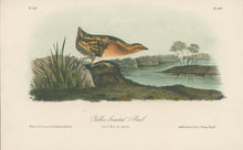 Load image into Gallery viewer, Audubon, John James  “Yellow-breasted Rail.” Pl. 307
