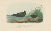 Load image into Gallery viewer, Audubon, John James “Least Water-Rail.” Pl. 308