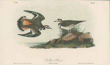 Load image into Gallery viewer, Audubon, John James “Kildeer Plover.” Pl. 317