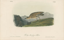 Load image into Gallery viewer, Audubon, John James “Rocky Mountain Plover.” Pl. 318