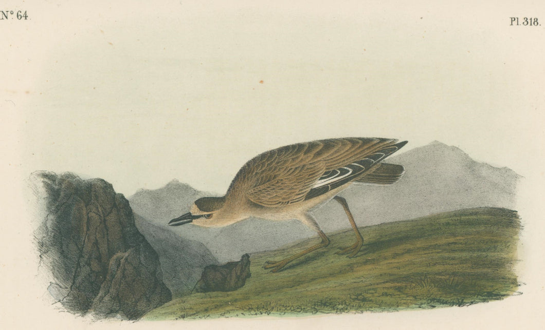 Audubon, John James  “Rocky Mountain Plover.” Pl. 318