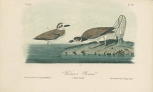 Load image into Gallery viewer, Audubon, John James  “Wilson’s Plover.” Pl. 319