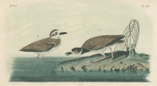 Load image into Gallery viewer, Audubon, John James  “Wilson’s Plover.” Pl. 319