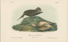 Load image into Gallery viewer, Audubon, John James  “Esquimaux Curlew.” Pl. 357
