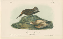 Load image into Gallery viewer, Audubon, John James “Esquimaux Curlew.” Pl. 357
