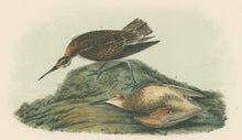 Load image into Gallery viewer, Audubon, John James “Esquimaux Curlew.” Pl. 357