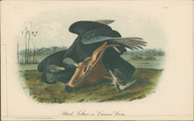 Load image into Gallery viewer, Audubon, John James “Black Vulture.” Pl. 3