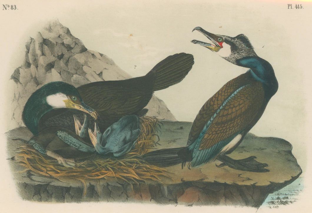 Audubon, John James  “Common Cormorant.” Pl. 415