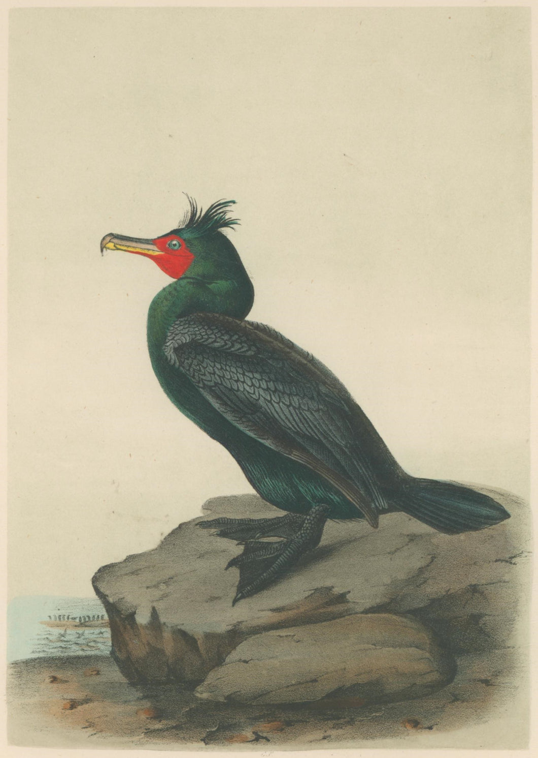 Audubon, John James  “Double-crested Cormorant.” Pl. 416