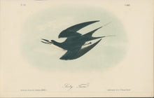 Load image into Gallery viewer, Audubon, John James “Sooty Tern.” Pl. 432