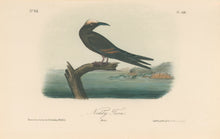 Load image into Gallery viewer, Audubon, John James  “Noddy Tern.” Pl. 440
