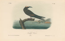 Load image into Gallery viewer, Audubon, John James “Noddy Tern.” Pl. 440