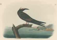 Load image into Gallery viewer, Audubon, John James “Noddy Tern.” Pl. 440