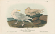 Load image into Gallery viewer, Audubon, John James “Glaucous Gull, Burgomaster.” Pl. 449