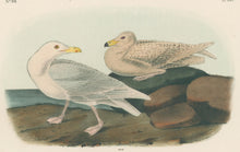 Load image into Gallery viewer, Audubon, John James “Glaucous Gull, Burgomaster.” Pl. 449