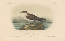 Load image into Gallery viewer, Audubon, John James  “Wandering Shearwater.” Pl. 456
