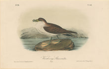 Load image into Gallery viewer, Audubon, John James “Wandering Shearwater.” Pl. 456