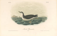Load image into Gallery viewer, Audubon, John James  “Manks Shearwater.” Pl. 457