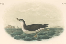 Load image into Gallery viewer, Audubon, John James  “Manks Shearwater.” Pl. 457