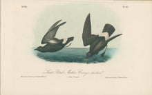 Load image into Gallery viewer, Audubon, John James  “Least Petrel, Mother Carey's chicken.” Pl. 461