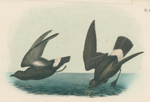 Load image into Gallery viewer, Audubon, John James  “Least Petrel, Mother Carey's chicken.” Pl. 461