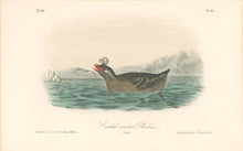 Load image into Gallery viewer, Audubon, John James  “Curled-crested Phaleris.” Pl. 467