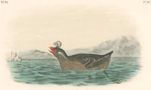 Load image into Gallery viewer, Audubon, John James  “Curled-crested Phaleris.” Pl. 467
