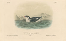 Load image into Gallery viewer, Audubon, John James  “Knobbed-billed Phaleris.” Pl. 468