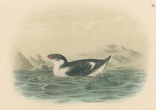 Load image into Gallery viewer, Audubon, John James  “Knobbed-billed Phaleris.” Pl. 468