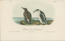 Load image into Gallery viewer, Audubon, John James “Slender-billed Guillemot.” Pl. 475