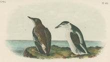 Load image into Gallery viewer, Audubon, John James  “Slender-billed Guillemot.” Pl. 475
