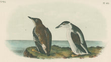 Load image into Gallery viewer, Audubon, John James “Slender-billed Guillemot.” Pl. 475