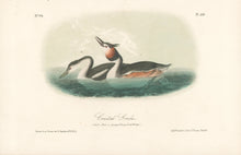 Load image into Gallery viewer, Audubon, John James “Crested Grebe.” Pl. 479