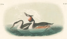Load image into Gallery viewer, Audubon, John James “Crested Grebe.” Pl. 479