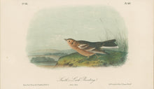 Load image into Gallery viewer, Audubon, John James “Smith’s Lark Bunting.” Pl. 487