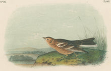 Load image into Gallery viewer, Audubon, John James “Smith’s Lark Bunting.” Pl. 487