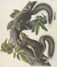 Load image into Gallery viewer, Audubon, John James “Hare Squirrel.” Plate 43.
